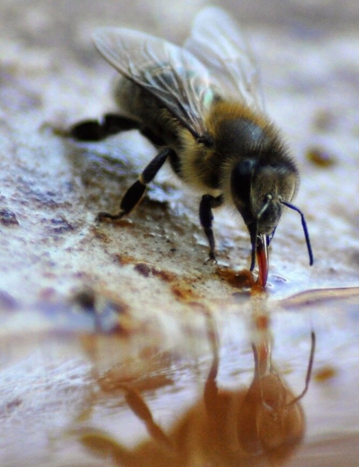 UK Photographer with a Passion for Bees | Gardens of Honey