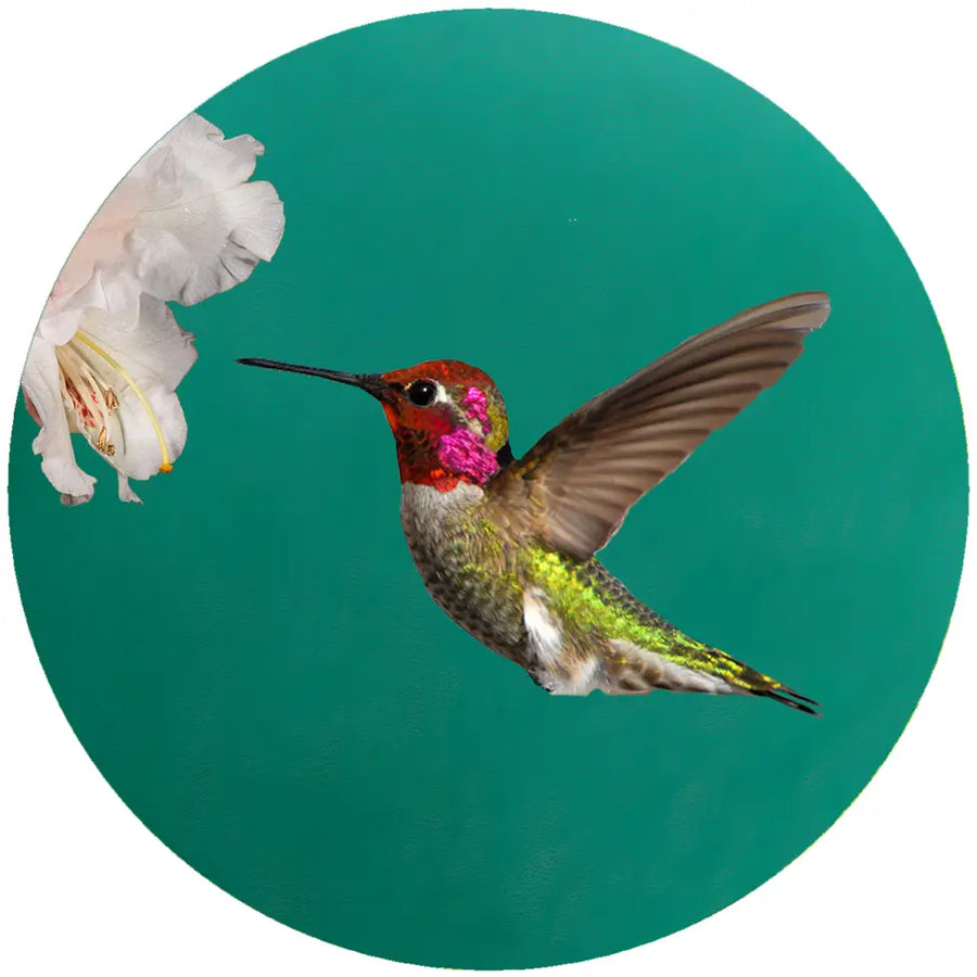 Anna's Hummingbird Silicone Jar Opener